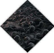 瘟疫传说：无罪/A Plague Tale: Innocence